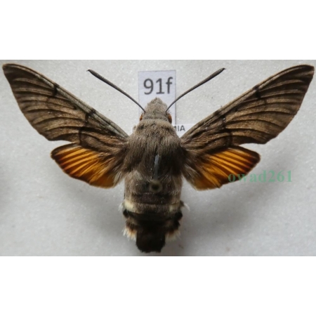 Macroglossum stellatarum (Linnaeus, 1758) Fruczak gołąbek Czech91f